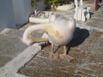 Pelican!!